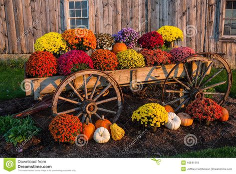 Fall scene with colorful mums and pumpkins in old wagon against a barn backdrop. Description from dreamstime.com. I searched for this on bing.com/images Kris Knight, Autumn Flowering Plants, Roadside Stand, Mums In Pumpkins, Thanksgiving Flowers, Fall Mums, Mums Flowers, Fall Images, Fall Plants