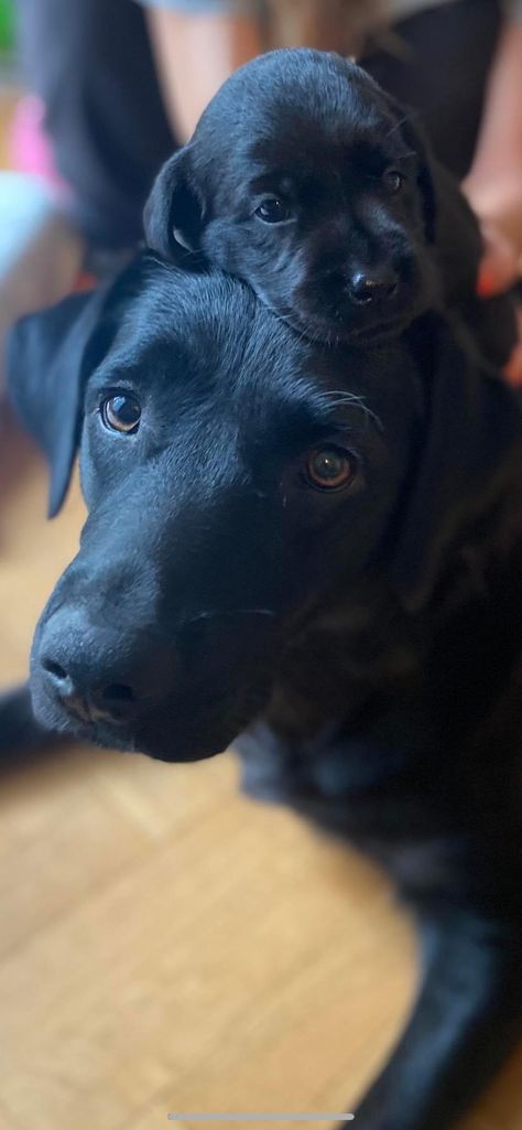 Labrabull Black, Black Labrador Retriever Aesthetic, Charcoal Lab Puppies, Black Lab Dog, Black Labs Dogs, Very Cute Puppies, Cute Dog Photos, Black Labrador Retriever, Black Lab Puppies