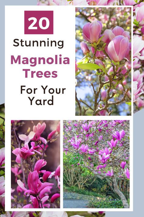 In this magnolia care guide first I’ll cover everything you need to know about planting, establishing, and tending magnolias in your garden, then I'll share some of my favorite types of magnolia trees, suited for a variety of climates and spaces. #magnolia #magnoliacare Purple Magnolia Tree, Types Of Magnolia Trees, Ann Magnolia Tree, Magnolia Trees Landscaping, Compound Design Ideas, Magnolia Tree Types, Minnesota Gardening, Magnolia Tree Landscaping, Terrace Landscaping