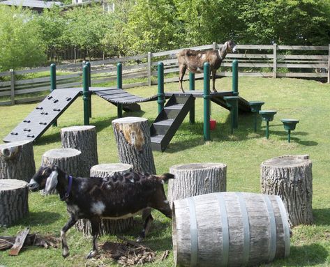 Goat Enrichment Goat Playground, Goat Toys, Keeping Goats, Goat Shed, Goat Pen, Goat Shelter, Mini Goats, Pet Goat, Goat House