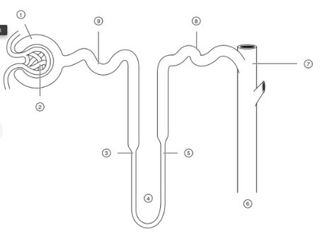 Structure Of Nephron Diagram, Nephron Diagram Easy, Nephron Diagram, Human Eye Diagram, Loop Of Henle, Biology Diagrams, Effective Study Tips, Biology Lessons, Biology Notes