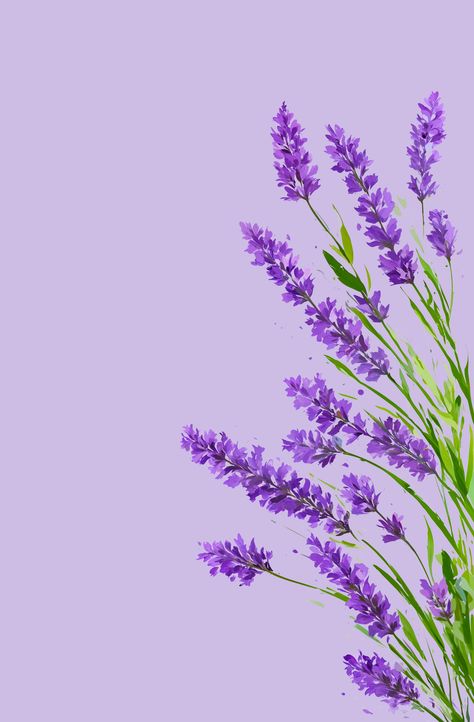 Lavender Plant Drawing, Flor Iphone Wallpaper, Lavender Sprigs, Lilac Plant, Painted Lavender, Lavender Paint, Lavender Wall, Lilac Background, Nature Purple