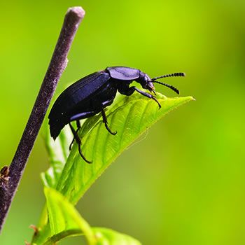 Ground Beetle | Catseye Pest Control Ground Beetle, Best Pest Control, Home Yard, Scientific Name, Beetles, Pest Control, Bugs, Insects, Yard