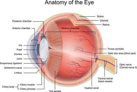 Anatomy of the Eye. In cross section view , #SPONSORED, #Eye, #Anatomy, #cross, #view, #section #ad Diagram Of The Eye, Human Eye Diagram, Eye Retina, Eye Anatomy, Basic Anatomy And Physiology, Parts Of The Eye, Brain Anatomy, Human Body Anatomy, Human Body Parts