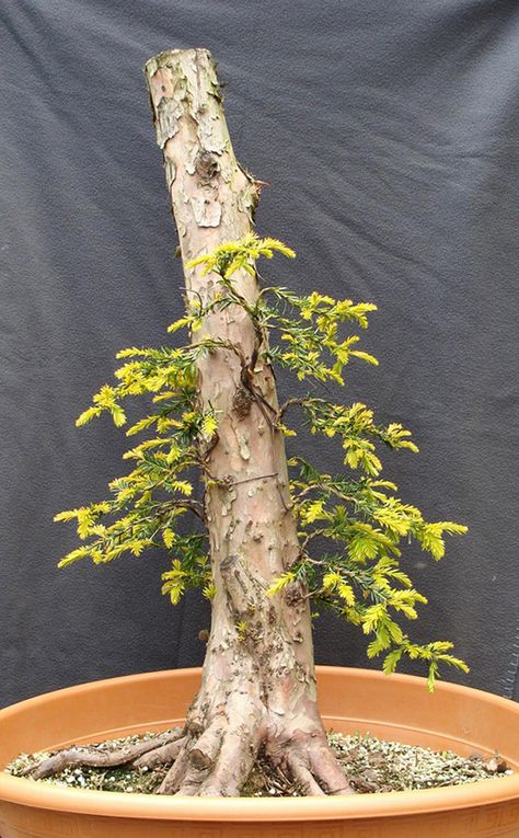 Before & After Bonsai, Six Years Later | Bonsai Bark Wisteria Bonsai, Bougainvillea Bonsai, Bonsai Fruit Tree, Tree Types, Bonsai Diy, Japanese Bonsai Tree, Bonsai Pruning, Bonsai Forest, Bonsai Tree Types