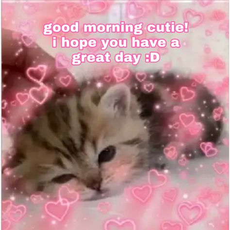 Good Morning Cutie, Cat Text, Good Morning Cat, Wholesome Pictures, Cute Cat Memes, Morning Cat, Morning Memes, Cute Love Memes, Crush Memes