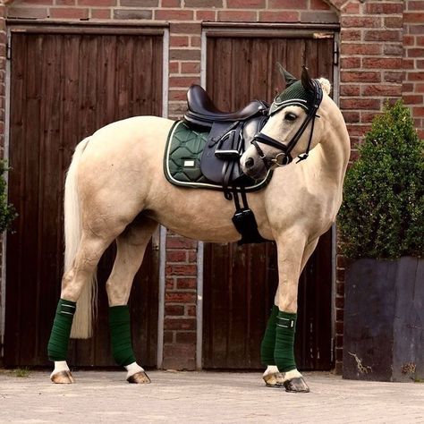 Horse Tack Sets English, Horse Standing, Horse Riding Quotes, Warmblood Horses, Horse Riding Outfit, Show Jumping Horses, Cute Horse Pictures, Palomino Horse, English Horse