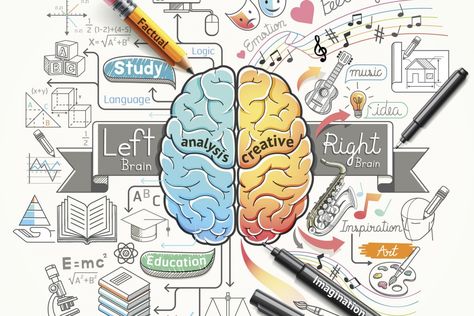 They each serve different functions. Human Brain Diagram, Brain Infographic, Brain Diagram, Left Brain Right Brain, Mind Map Art, Brain Poster, Brain Drawing, Brain Illustration, خريطة ذهنية