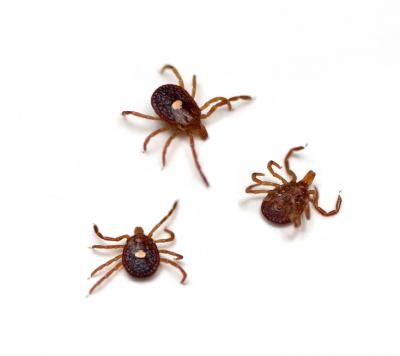 Tick-Borne Lone Star Virus Identified through New Super-Fast Gene Sequencing | ucsf.edu Tick Bite Symptoms, Homemade Tick Repellent, Wood Tick, Get Rid Of Ticks, Deer Ticks, Ticks On Dogs, Flea Infestation, Tick Bite, Tick Repellent