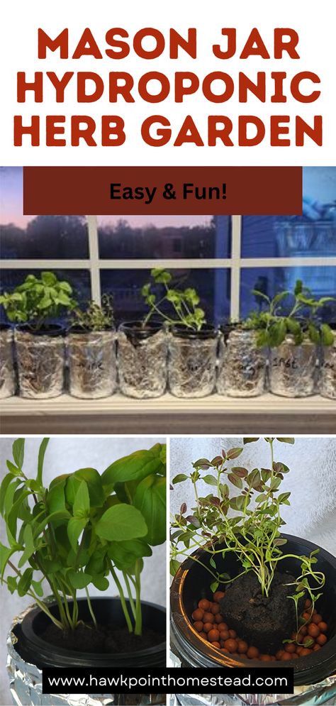 This easy and fun step by step guide shows you how to start a mason jar hydroponic herb garden. It is so easy and actually has great results in growing herbs indoors.  The article gives you everything that you need and includes detailed instructions. It would be such a fun kid activity, but is also good for adults to start an herb garden easily that you can grow and use anytime! Mason Jar Herb Garden Indoor, Growing Herbs Inside, Jar Herb Garden, Hydroponic Gardening Diy, Hydroponic Herb Garden, Indoor Hydroponic Gardening, Indoor Herb Garden Diy, How To Grow Herbs, Jar Garden