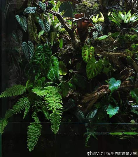 Wall Terrarium, Tropical Terrariums, Frog Terrarium, Botanical Display, Aquascape Design, Rainforest Plants, Terrarium Ideas, Inside Garden, Aquarium Landscape