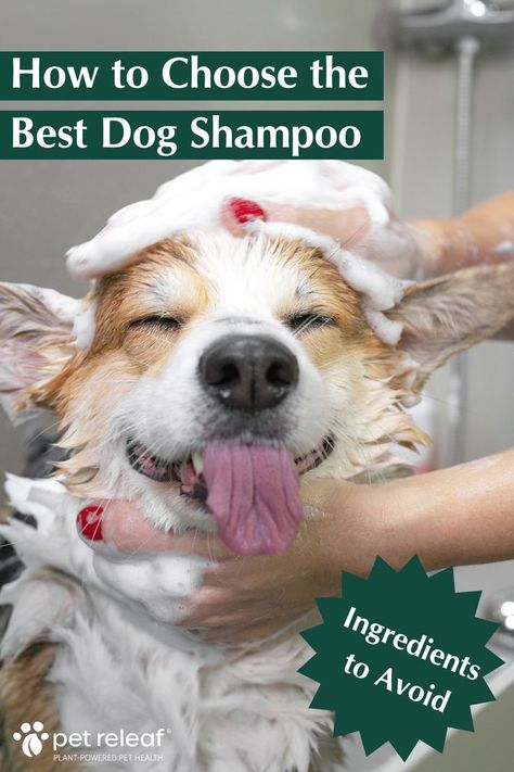 how to choose the best dog shampoo Dog Shampoo Recipe, Diy Dog Shampoo, Homemade Dog Shampoo, Best Dog Shampoo, Natural Dog Shampoo, Oatmeal Dog Shampoo, Dog Soap, Dog Diy, Dog Wash