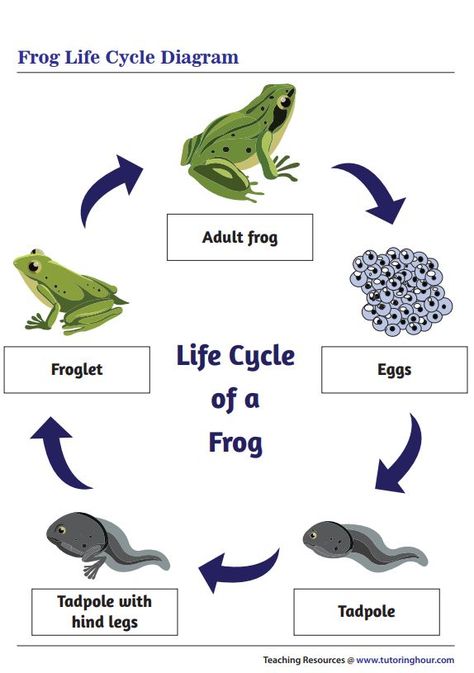 Printable Frog Life Cycle Diagram Frog Life Cycle Printable, Frog Life Cycle Activities, Modern Kids Toys, Human Life Cycle, Frog Life Cycle, Preschool Family, Animal Life Cycles, Lifecycle Of A Frog, Life Cycles Activities