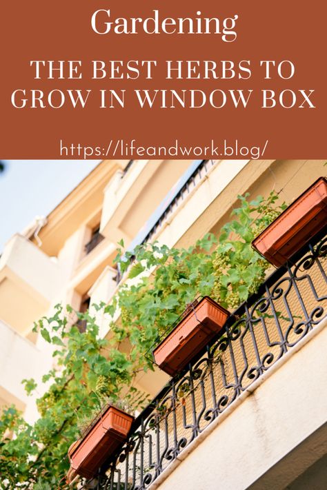 Garden And Yard - Here are some great herbs that you can grow in a window box. Herb Window Boxes, Window Box Herb Garden, Plants For Small Spaces, Best Herbs To Grow, Easy Herbs To Grow, Window Box Garden, Outdoor Herb Garden, Sweet Woodruff, Window Box Flowers