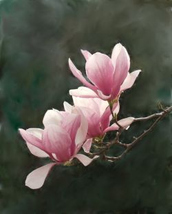 Japanese Magnolia Tree, Trees Tattoo, Magnolia Painting, Tulip Magnolia, Japanese Magnolia, Magnolia Paint, Tree Beautiful, Magnolia Tree, Magnolia Blossom