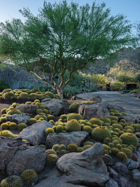 Outside the Lines - Phoenix Home & Garden Desert Landscape Architecture, Catus Landscaping Garden, Desert Garden Landscaping, Modern Desert Landscaping, Front Yard Design Ideas, Garden Home Ideas, Yard Design Ideas, Yard Landscape Ideas, Desert Landscape Design