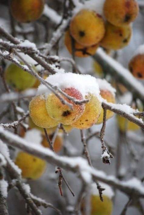 Beautiful Nature (ensphere: (via Winter)) Thanksgiving Reflections, Autumn Whispers, Light Autumn, Winter Blooms, Winter Gold, Random Aesthetic, I Love Winter, Winter Photo, Winter Love