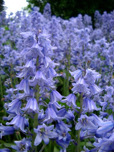 Top 10 Wonderful Flowers That Bloom All Year Long - Page 5 of 10 - Top Inspired Wood Hyacinth, Garden Board, Flower Garden Plans, Blue Bell Flowers, Cottage Gardens, Wonderful Flowers, Blue Garden, Spring Fever, Country Gardening