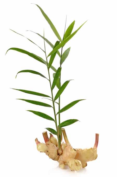 Ginger Rhizome, Zingiber Officinale, Growing Ginger, Tattoo Plant, Ginger Plant, Ginger Essential Oil, Culinary Herbs, Ginger Recipes, Container Gardening Vegetables