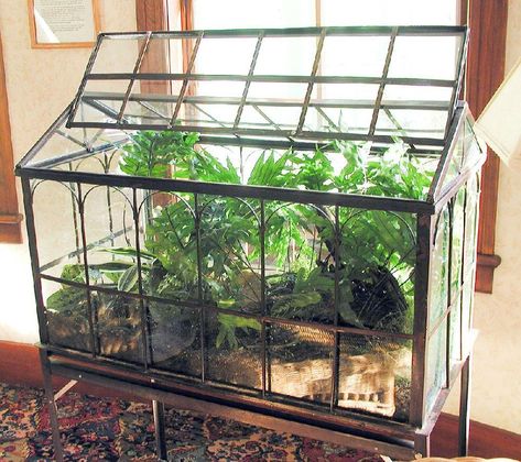 Plants can thrive with no care in Wardian cases Wardian Case, Insectivorous Plant, Large Terrarium, Small Terrarium, Beautiful Terrariums, Pitcher Plant, Mini Greenhouse, Garden Terrarium, Terrarium Plants