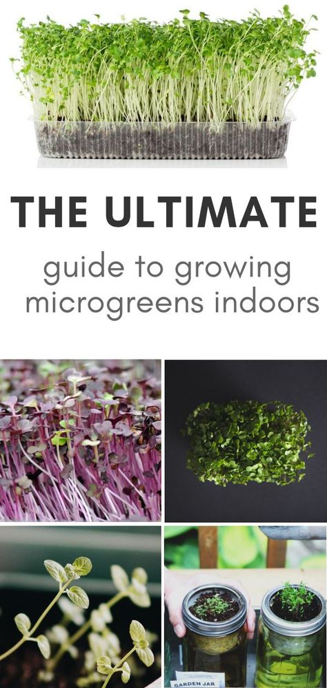 Microgreens Garden, Grow Microgreens, Growing Sprouts, Tattoo Plant, Homegrown Food, Growing Microgreens, Vegetable Garden Planning, Herbs Indoors, Home Vegetable Garden