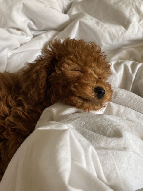 Brown Toy Poodle Aesthetic, Dog Puddle, Poodle Aesthetic, Puddle Dog, Cute Poodle, Dog Mommy, Toy Poodle Puppies, Fluffy Animals, Toy Poodle