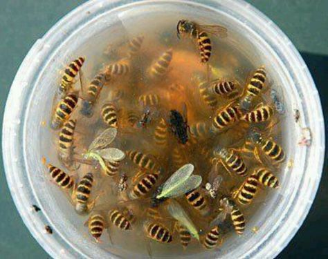 Fill container with vinegar, sugar, and salt to trap bees and wasps. Wasp Killer, Wasp Repellent, Wasp Trap, Carpenter Bee Trap, Wasp Traps, Bee Traps, Lawn Ideas, Bee Safe, Ant Killer