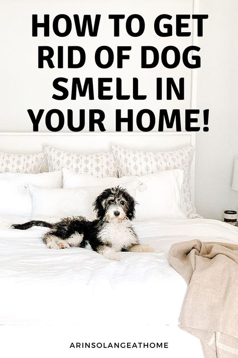 Have a dog of new puppy? Here are tips and tricks for how to get rid of dog smell and odor in your house! Dog Pee Smell, Pet Odor Remover, Pee Smell, Smelly Dog, Urine Smells, Whitewashed Wood, Pet Smell, Dog Urine, House Smell Good