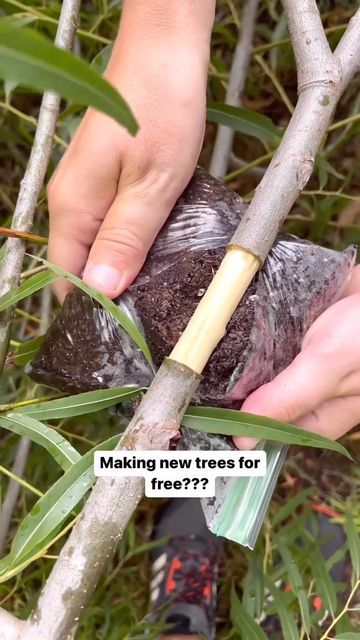 HousePlantParadise on Instagram: "Did you know you could propagate trees?? This going to be a new hobby of mine. 🌳 #propogation #tree #treelover" Propagate Trees, Metdaan Diy, Water Garden Plants, Branches Diy, Tree Lover, Tree Nursery, Container Gardening Vegetables, Diy Yard, Propagating Plants