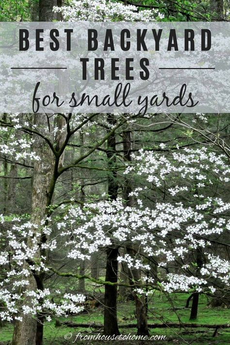 Small Backyard Trees, Best Backyard Trees, Small Backyard Gardening, Shade Loving Shrubs, Eastern Redbud, Backyard Trees, Privacy Landscaping, Gardening Inspiration, Southern Garden