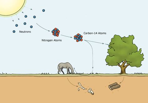 Carbon dating explained and why it's only thousands of years vs millions. Carbon-14 Cycle Carbon Dating, Video Romance, Teen Friends, Dating World, Dating Questions, Dating After Divorce, Ancient Artifacts, Dating Memes, Dating Quotes