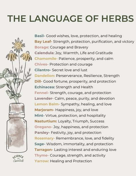 Herb Uses Medicine, Witch Herbalism, Herbs For Focus, Herbology Witchcraft, Herbal Apothecary Recipes, Herbs For Witchcraft, Herbalism For Beginners, Herbalist Recipes, Herb Meanings