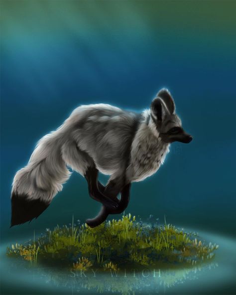 ☽ 𝕊𝕜𝕪 𝕎𝕚𝕥𝕔𝕙 𝔸𝕣𝕥 ☽ on Instagram: “A very smol bat eared fox 💙 . . . #digitalart #digitalartist #drawing #illustration #artistsoninstagram #digitaldrawing #digitalpainting…” Bat Eared Fox, Witch Art, Digital Painting, Instagram A, Digital Artist, Digital Drawing, Bat, Witch, Cute Animals