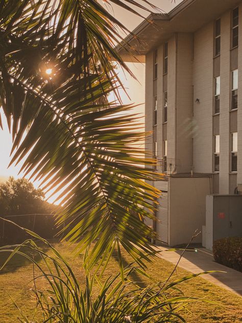 dorm building, southern california, san diego, young hall, sunset, palm tree, point loma nazarene university, photography Dorm Building, Point Loma Nazarene University, University Photography, Point Loma San Diego, University Of San Diego, University Dorms, California San Diego, Residence Hall, Point Loma