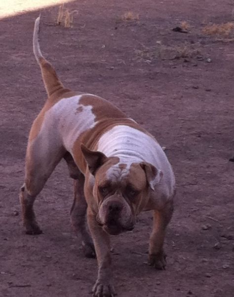 Fluffy the junkyard dog. Junkyard Dog, Dog Pin, Rio Grande, Animal Pictures, Arizona, Dogs, Animals, Quick Saves, Mexico