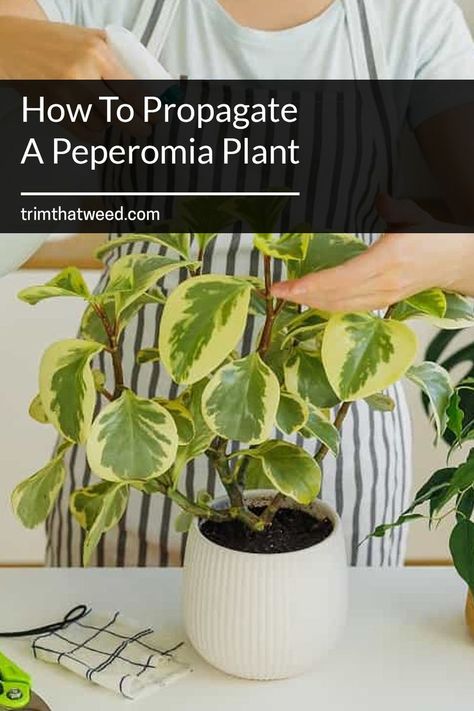 Peperomia is always a good option to add some greenery to your household. And thankfully, it doesn’t need much work to grow one. Four of the most popular varieties of peperomia include baby rubber plant, watermelon peperomia, red edge peperomia, and ripple peperomia. And if you know the right gardening hacks, propagation of peperomia varieties is quite easy. Plant Watermelon, Ripple Peperomia, Baby Rubber Plant, Watermelon Peperomia, One Four, Peperomia Plant, Gardening Hacks, Rubber Plant, Ornamental Plants