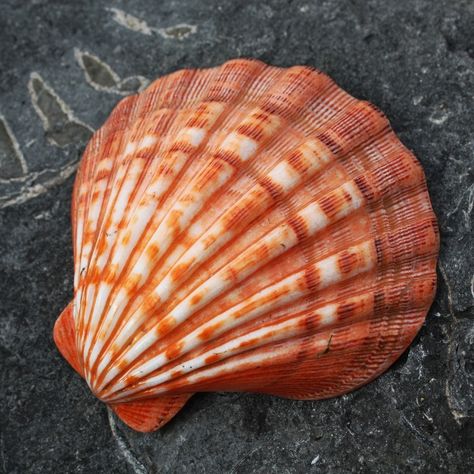 Natural Forms Gcse, Lions Paw, Seashells Photography, Natural Form Art, Coquille Saint Jacques, Lion Paw, Ocean Treasures, She Sells Seashells, Oceanography