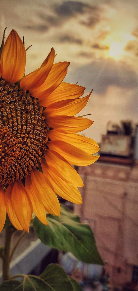 Fall Sunflower Background, Sunflower Wallpaper Iphone, Natal Aesthetic, Message Wallpaper, Sunflower Iphone Wallpaper, Sunflower Photography, Sunflowers Background, Sunflowers And Daisies, Easy Love Drawings