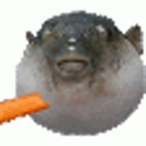 Pufferfish Eating Carrot, Fish Meme, Aha Aha, Fish Gif, Eating Gif, Fish Images, Eating Carrots, Fruit Names, Steak Sandwich