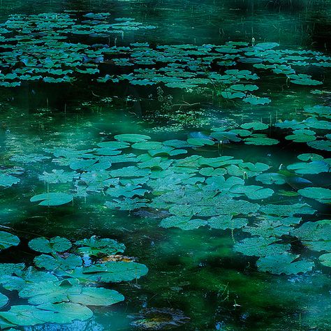 Beautiful #green #vert #turquoise #canard #bleucanard Esthetician Business, Water Pond, Concept Ideas, Shades Of Teal, Shades Of Turquoise, Aqua Turquoise, World Of Color, Water Lilies, Esthetician