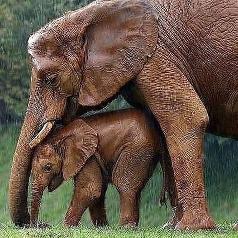 Elephants Land on Instagram: “"I will always protect you"❤❤😍😍🐘🐘 Tag someone who needs to see this ❤❤❤ - - - - Credit: DM us . - - - - - #elephant #elephants #wildlife…” Elephant Photography, Elephants Photos, Save The Elephants, Mama Elephant, Elephant Love, Elephant Lover, Elephant Art, African Elephant, Animal Planet