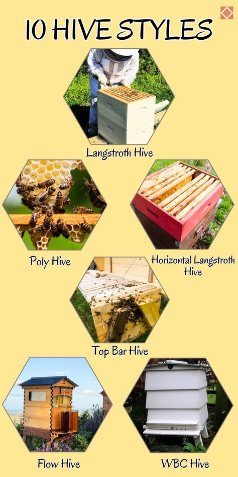 New to beekeeping? Here’s a guide to 10 hive styles, from traditional Langstroth hives to innovative flow hives. Each style offers unique benefits for beginners! Save this pin to learn about the best hive styles for creating a bee-friendly garden or apiary. Beekeeping Aesthetic, Langstroth Hive Plans, Bee Keeping For Beginners, Bee Apiary, Apiary Beekeeping, Honey Bee Farming, Bee Hives Diy, Honey Bee Garden, Langstroth Hive