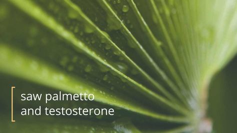 Does Saw Palmetto Affect Testosterone? Saw Palmetto Benefits Men, Saw Palmetto Benefits Woman, Saw Palmetto Benefits, Saw Palmetto Plant, Testosterone Injections, Saw Palmetto, Improve Hair Growth, Increase Testosterone, Testosterone Booster