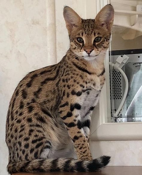 Serval Cat Aesthetic, Savannah Cat Aesthetic, Savanna Cat, Exotic Cat Breeds, Largest Domestic Cat, Large Domestic Cat Breeds, Cheetah Cat, Cat Races, Savannah Kitten