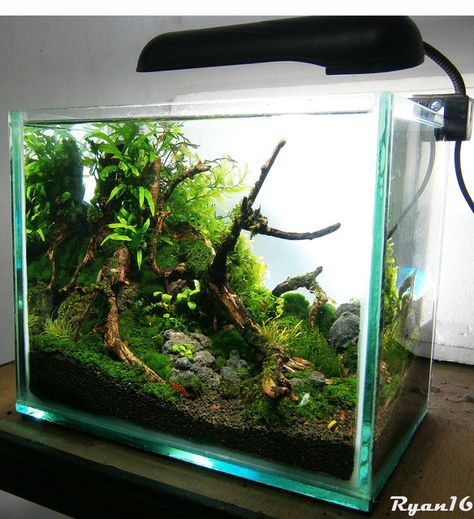 My Simple Nano - Nano Aquariums - Aquatic Plant Central Aquascape Design, Aquarium Light, Aquarium Terrarium, Nano Aquarium, Led Aquarium Lighting, Shrimp Tank, Diy Tank, Aquarium Landscape, B Line