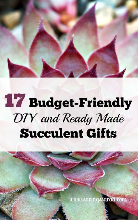 The popularity of succulents is enduring. Share this plant love by giving one of these Budget-Friendly DIY and Ready Made Succulent Gifts. Succulent Gifts Diy, Succulent Gift Ideas, Succulent Christmas, Cool Succulents, Succulent Gift, Thrifty Thursday, Succulent Gifts, Succulent Gardening, Grilling Gifts