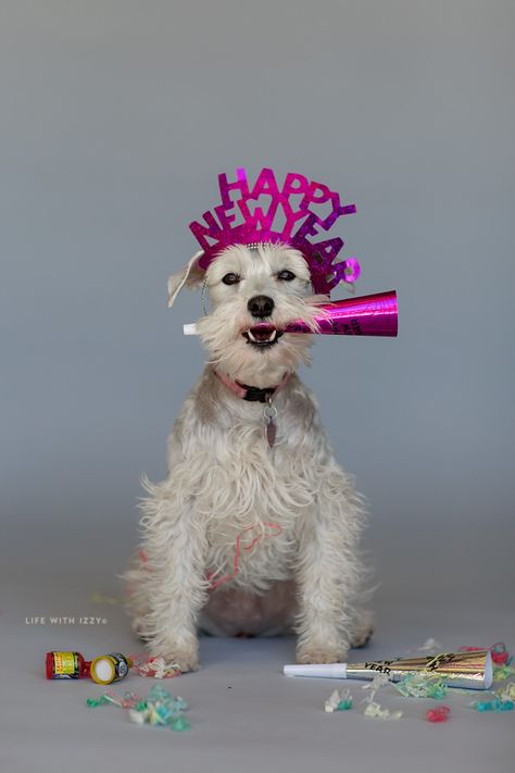 Happy New Year Dog, Miniature Schnauzer Black, White Miniature Schnauzer, Celebrating New Year, Christmas Dog Treats, Dog Calendar, New Year Happy, Miniature Schnauzer Puppies, Funny Dog Photos