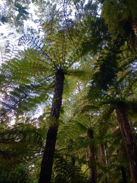 Botany, Tree Trunk, New Zealand, Playing Cards, Trees, Architecture, Cake, Plants