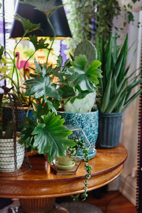 House Tour: An "Eclectic Granny" Colorful Chicago Home | Apartment Therapy Sunroom Plants Decor, Eclectic Granny, Chinoiserie Interior, Move In Together, Wall Hanging Decorations, Plant Display Ideas, Indoor Plant Wall, Hanging Gardens, Plants Home