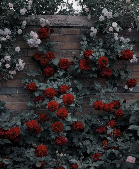 Lizzie Hearts, Arte Peculiar, Victorian Flowers, Dark Rose, Nothing But Flowers, Rose Bush, Pretty Plants, Fantasy Aesthetic, Red Aesthetic